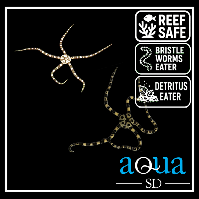 Harlequin Serpent Starfish - Ophiolepis superba