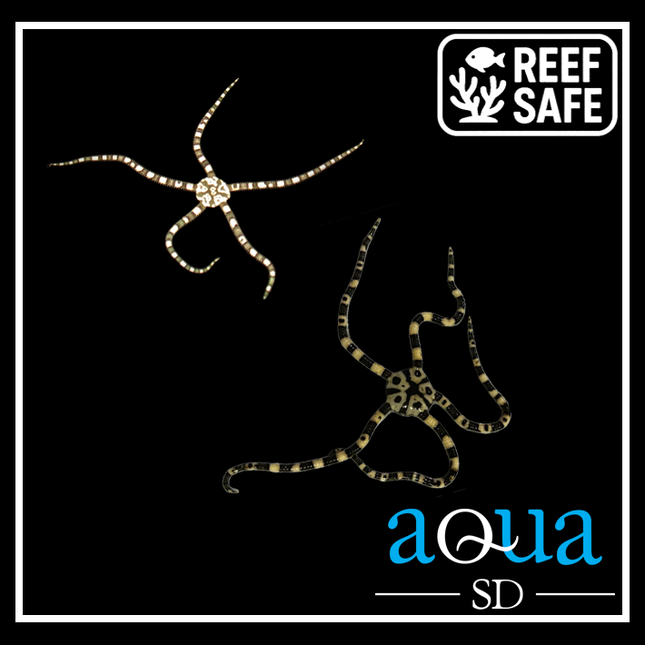 Harlequin Serpent Starfish - Ophiolepis superba