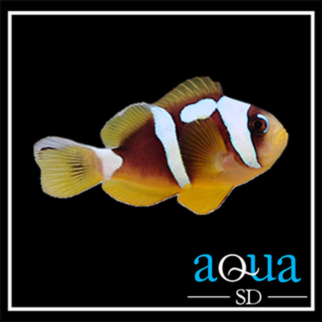 Spotcinctus Clownfish - Amphiprion bicinctus