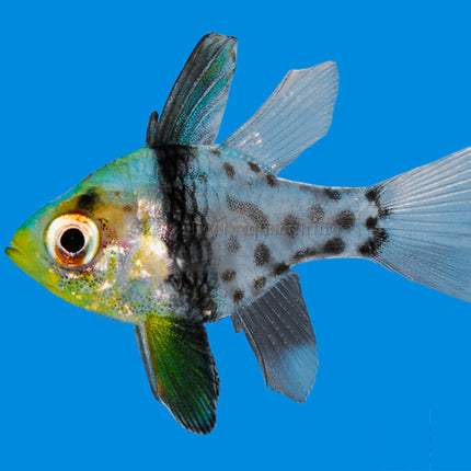 Pajama Cardinalfish - Sphaeramia nematoptera