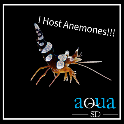 Sexy Shrimp (Thor amboinensis)