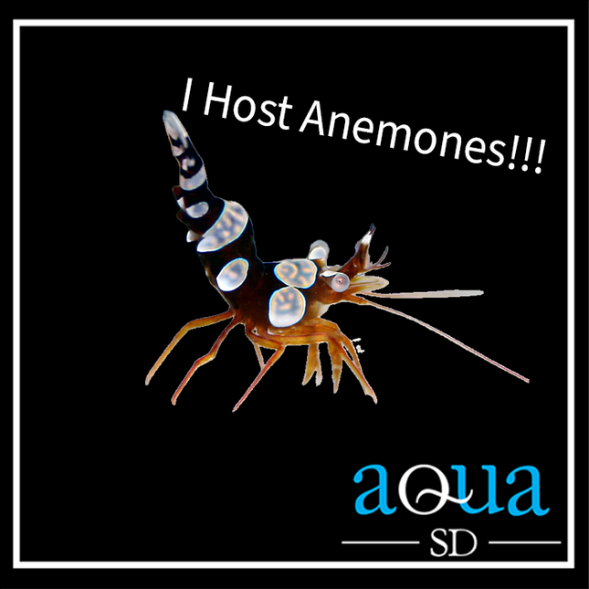 Sexy Shrimp (Thor amboinensis)