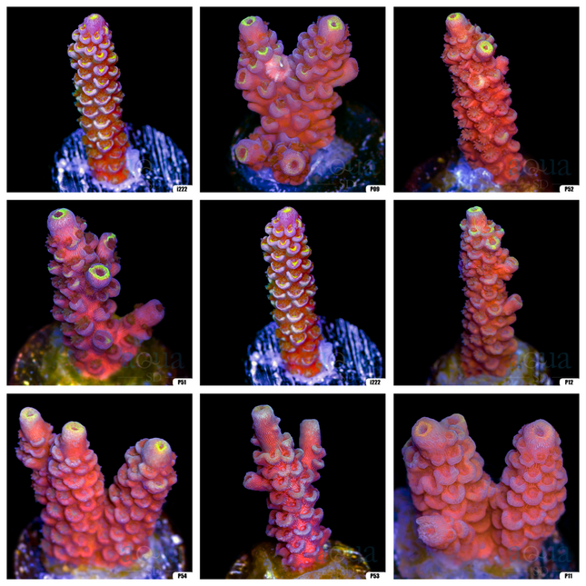 Acropora Barbie Tenuis - (Multiples Available)