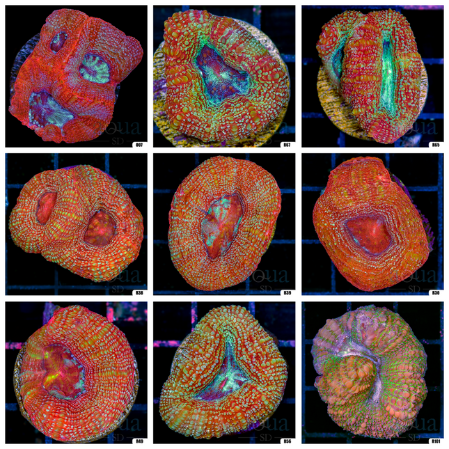 Sparkling Acan Bowerbanki - Multiples Available