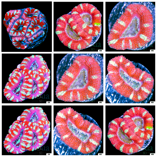 Peppermint Candy Acan Lord - Multiples Available