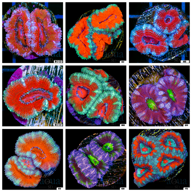 Grade B Assorted Acan Lord - Multiples Available