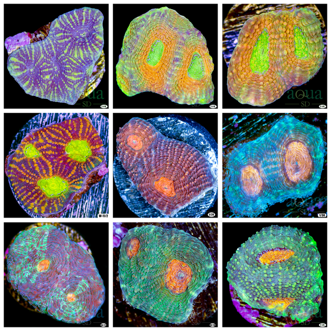 Assorted Acan Enchinata - Multiples Available