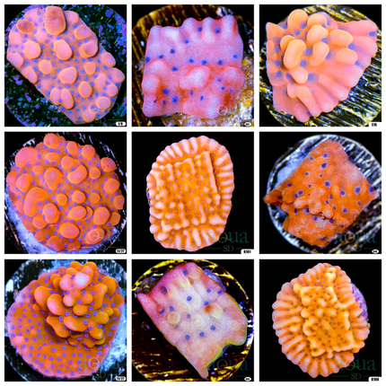 Orange Phoenix Montipora - Multiples Available