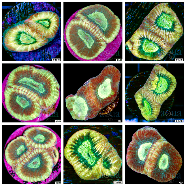 Yellow Soul Favia - Multiples Available