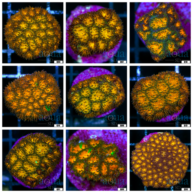 WWC Honeycomb Leptastrea Coral - Multiples Available
