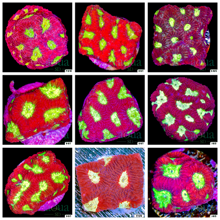 WWC Tyree Open War Coral - Multiples Available