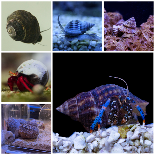 Assorted Beginner 6 Invert Pack - Multiples Available