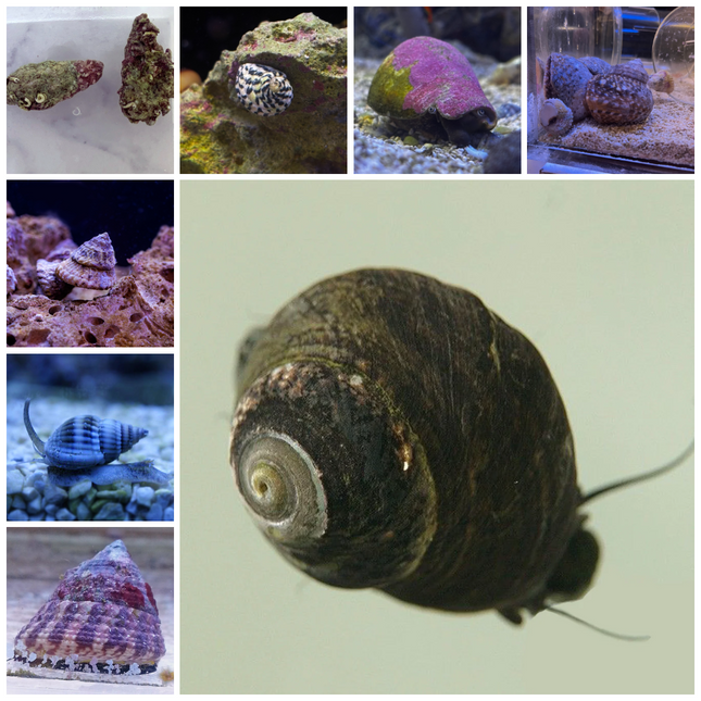 Assorted 6 Snail Invert Pack - Multiples Available