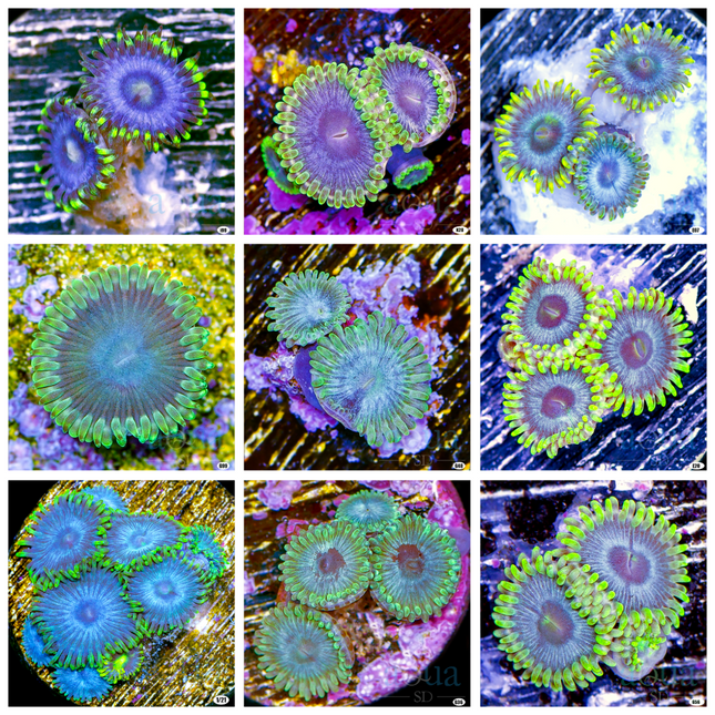 Blue Sinatra Zoas - Multiples Available