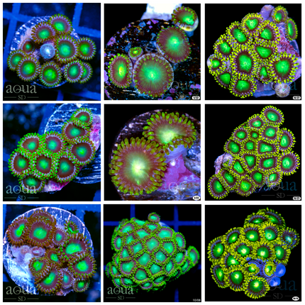 Dragon Eye Zoas (Multiples Available)