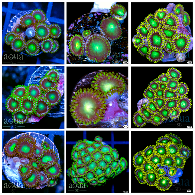 Dragon Eye Zoas (Multiples Available)