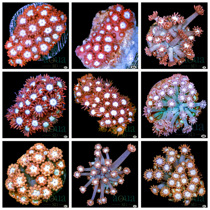 Cave of Wonders Gonipora - Multiples Available