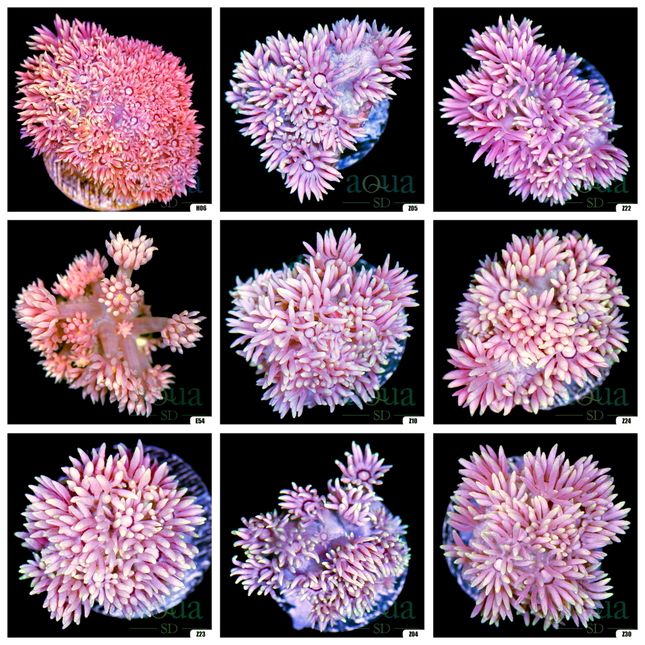 Barbie Goniopora - Multiples Available