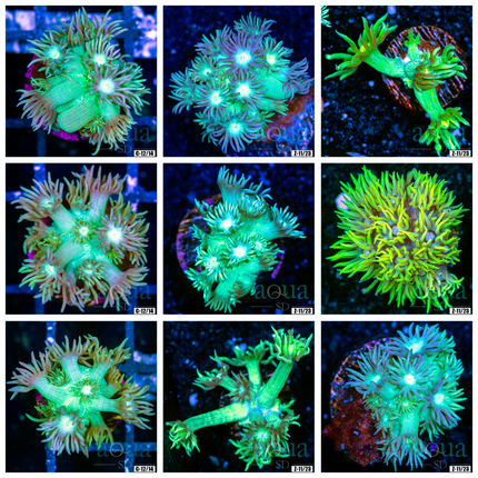 Neon Toxic Goni - Multiples Available