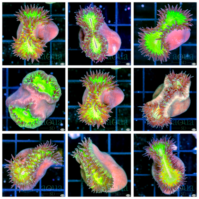 Walking Dendro - Multiples Available