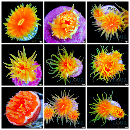 Fat Head Dendro - Multiples Available