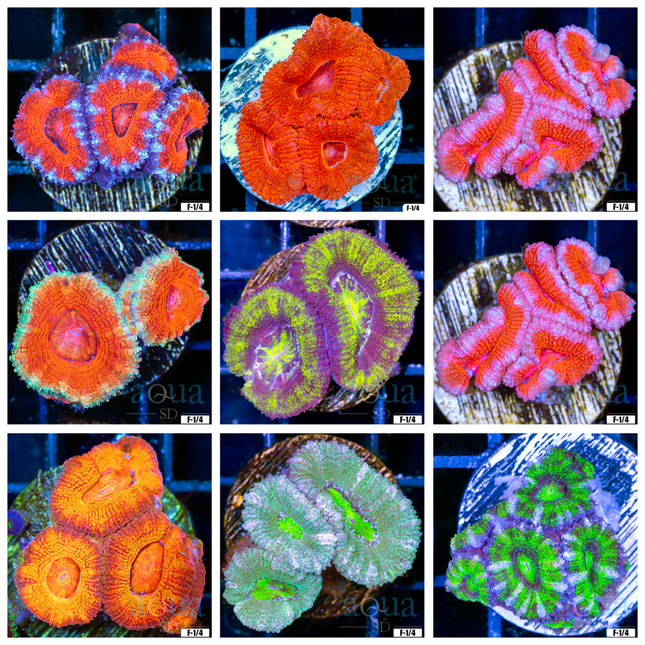 Assorted Acan Lord - Multiples Available