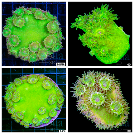 Pagoda Frag - Multiples Available