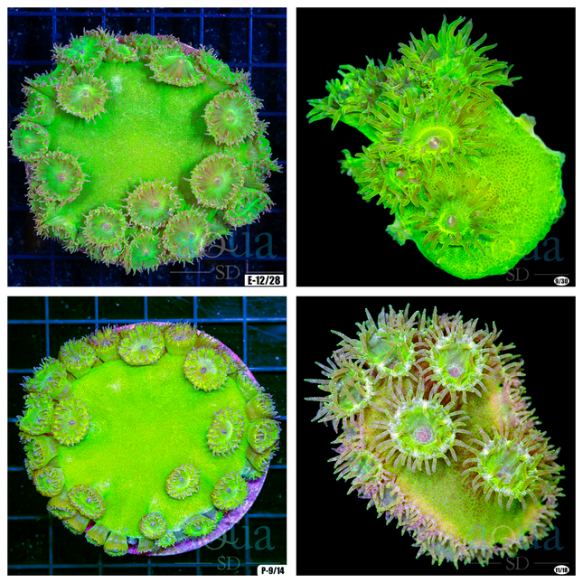 Pagoda Frag - Multiples Available