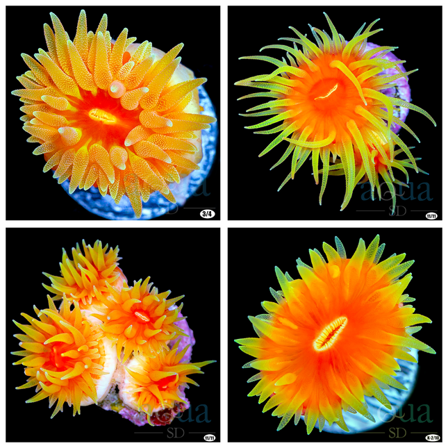 Fat Head Dendro- Multiples Available