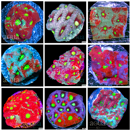 ASD War Coral - Multiples Available