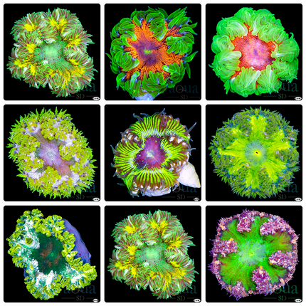 Grade A - Green Rock Flower Anemones - Multiples Available