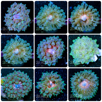 Grade B - Acid Wash Bubble Tip Anemone - Multiples Available