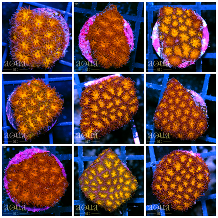 Orenji Leptastrea - Multiples Available