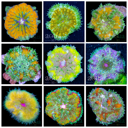 Grade A - Maxi Mini Carpet Anemone - Multiples Available