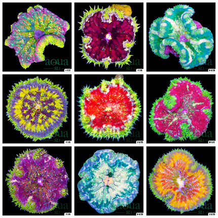 Ultra Grade - Rainbow Maxi Mini Carpet Anemone - Multiples Available