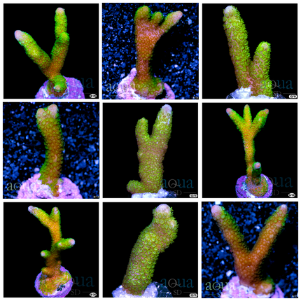 Neon Green Montipora Digi - Multiples Available