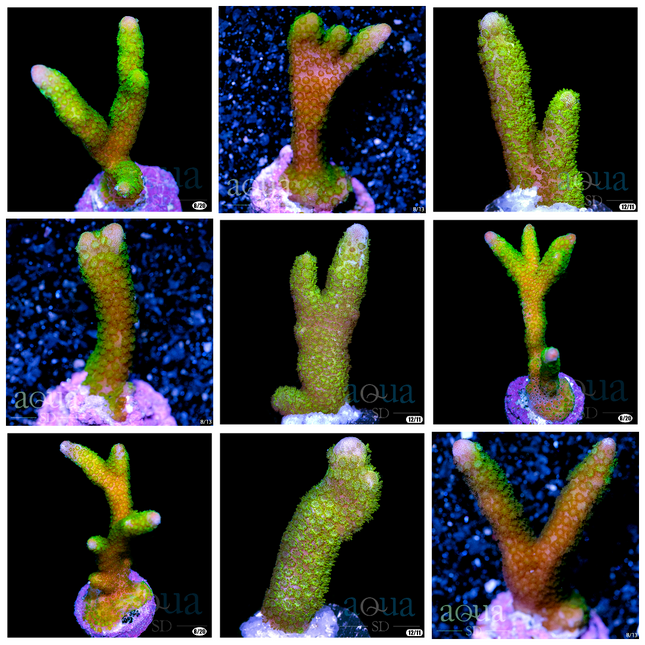 Neon Green Montipora Digi - Multiples Available