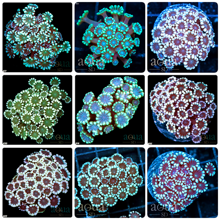 Assorted Alveopora - Multiples Available