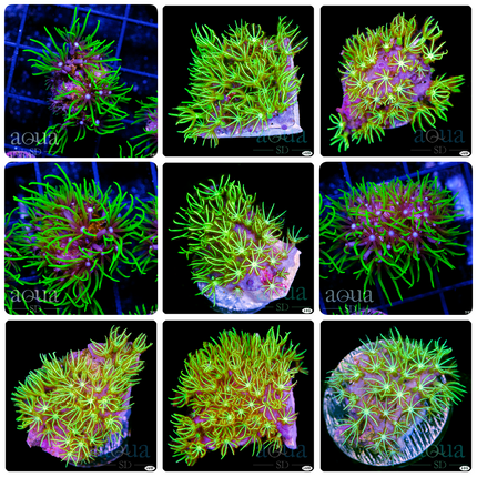 Green Star Polyps - MULTIPLES AVAILABLE