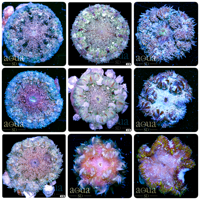 Grade B Sweet Rock Flower Anemone - Multiples Available