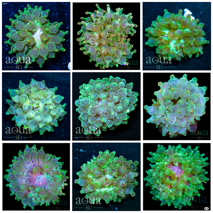 Grade A - Acid Wash Bubble Tip Anemone - Multiples Available