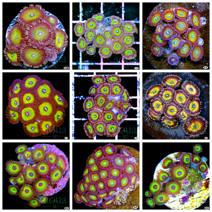 Candy Apple Red Zoanthids Colony - Multiples Available