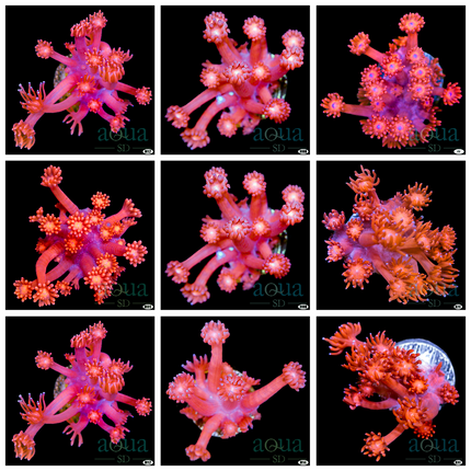 Red Variation Goniopora - Multiples Available