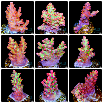 Aussie Electric Strawberry Shortcake Acropora (Multiples Available)