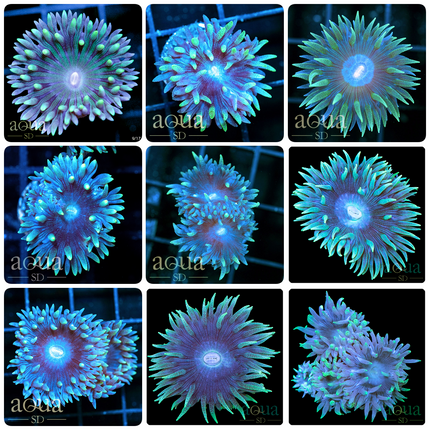 Baby Blue Duncan Coral - Multiples Available