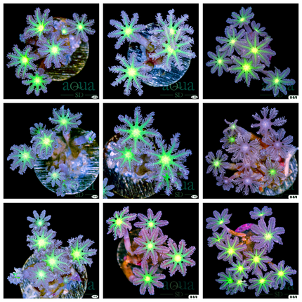 Aussie Giant Palm Tree Clove Polyp Frag - Multiples Available