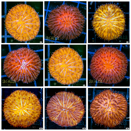 Orange Helmet Plate Coral - Multiples Available