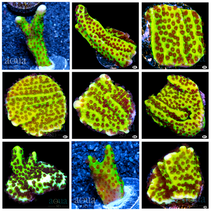 ORA Confusa Montipora - Multiples Available