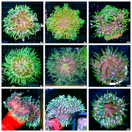 Green Colored Long Tentacle Anemone - Multiples Available