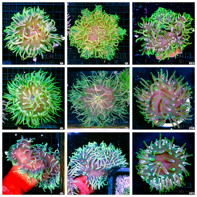 Green Colored Long Tentacle Anemone - Multiples Available